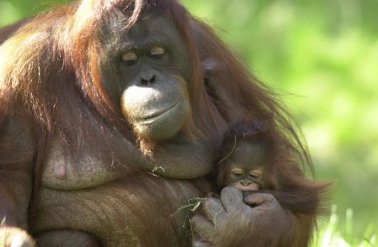 Orang Utan mit Baby Foto: Apenheul Orang Utan