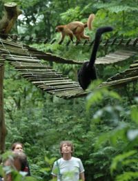 Affen in der freien Natur - Foto: Apenheul
