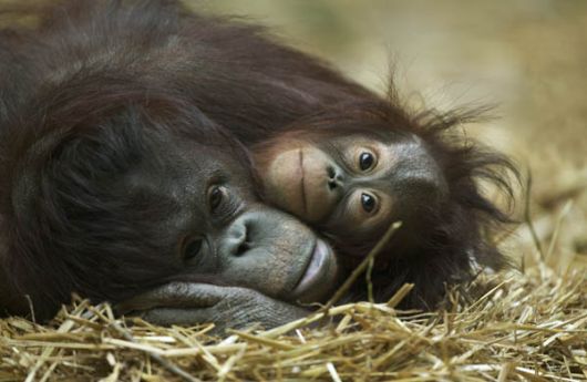 Orang Utan und Baby Orang Utan