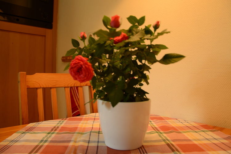 \'t Haske \'t Haske
