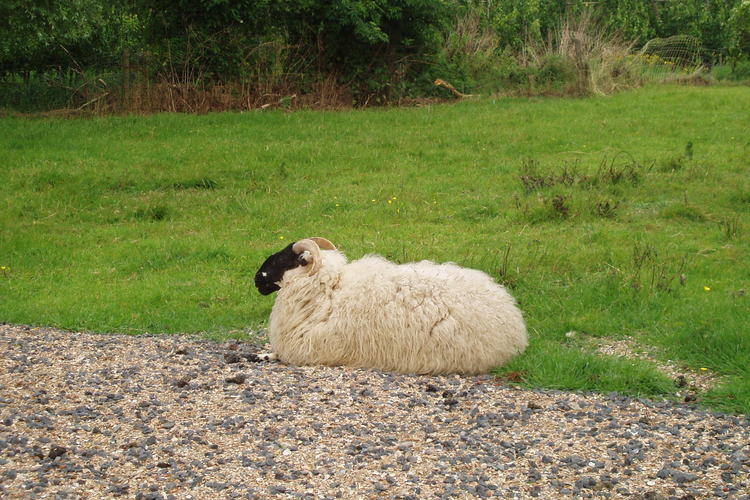 Biezenpolder Biezenpolder