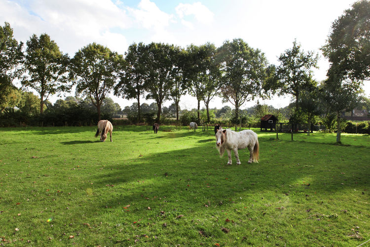 De Blauwe Hoeve De Blauwe Hoeve