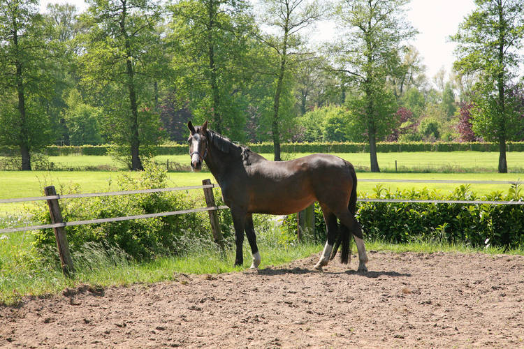 \'t Leuske \'t Leuske
