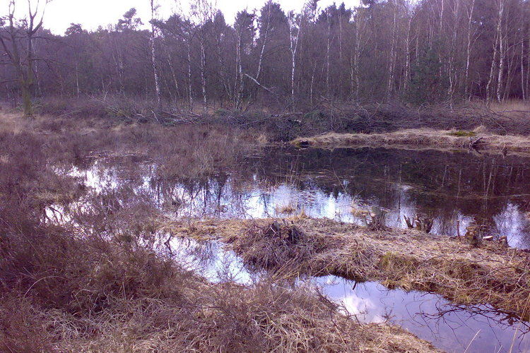 Wijsthoeve Wijsthoeve