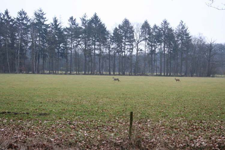 Landgoed Pijnenburg - De Beuk Landgoed Pijnenburg - De Beuk