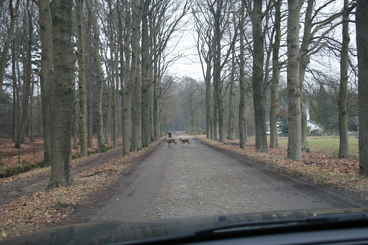 Landgoed Pijnenburg - De Beuk Landgoed Pijnenburg - De Beuk